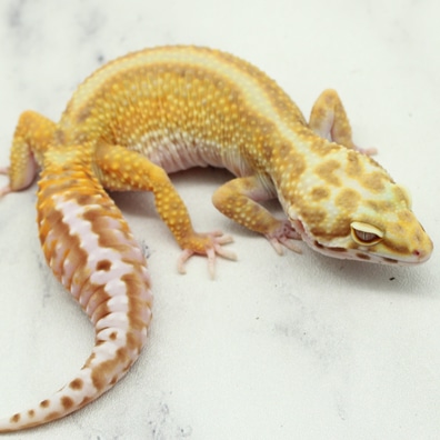 Leopard geckos sales for sale online